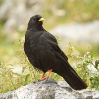 Alpendohle